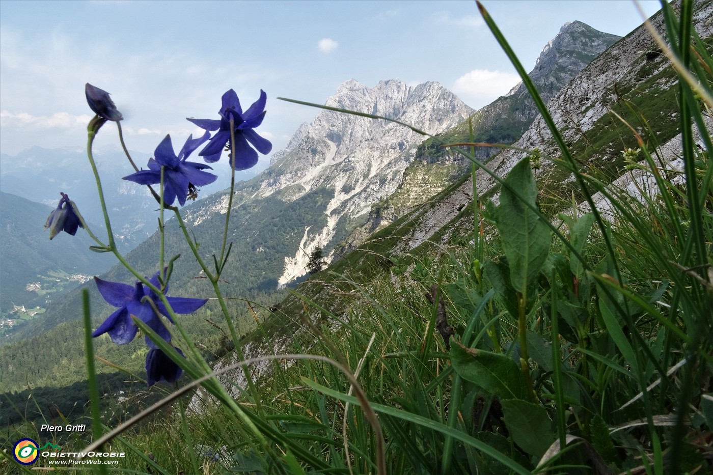 71 Aquilegia di Einsele (Aquilegia einseleana) con vista in Cima di Valmora e Fop.JPG